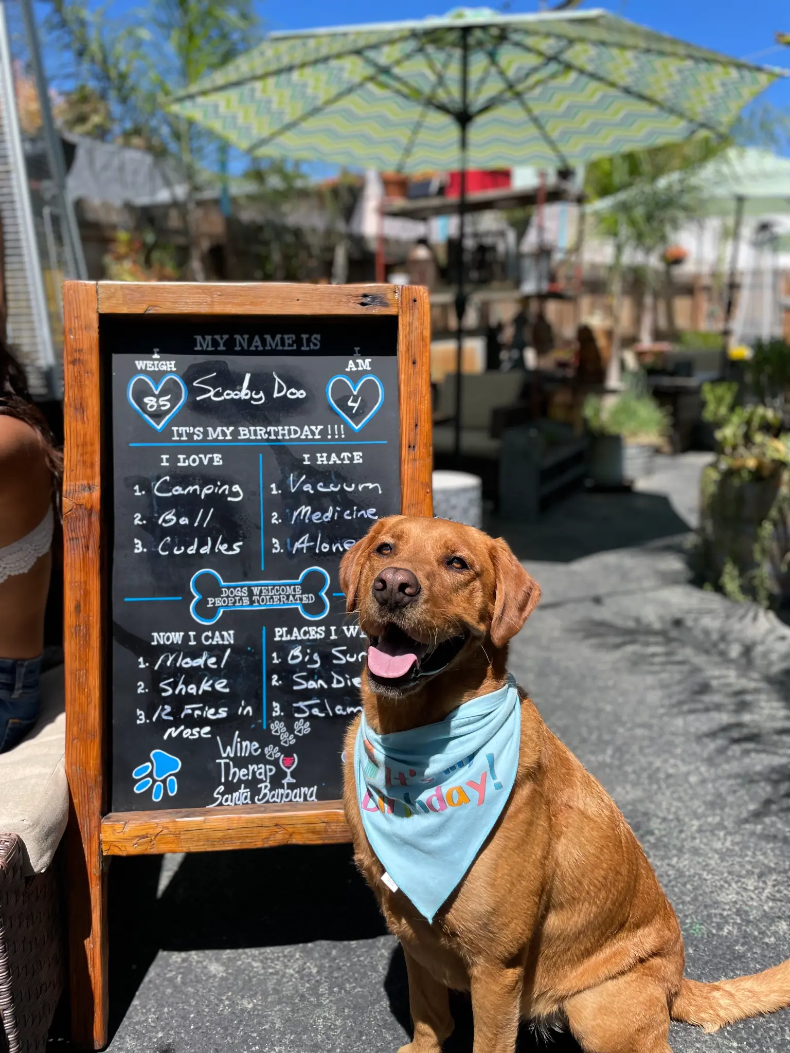 A dog birthday celebration on the Wine Therapy patio at Unbearable