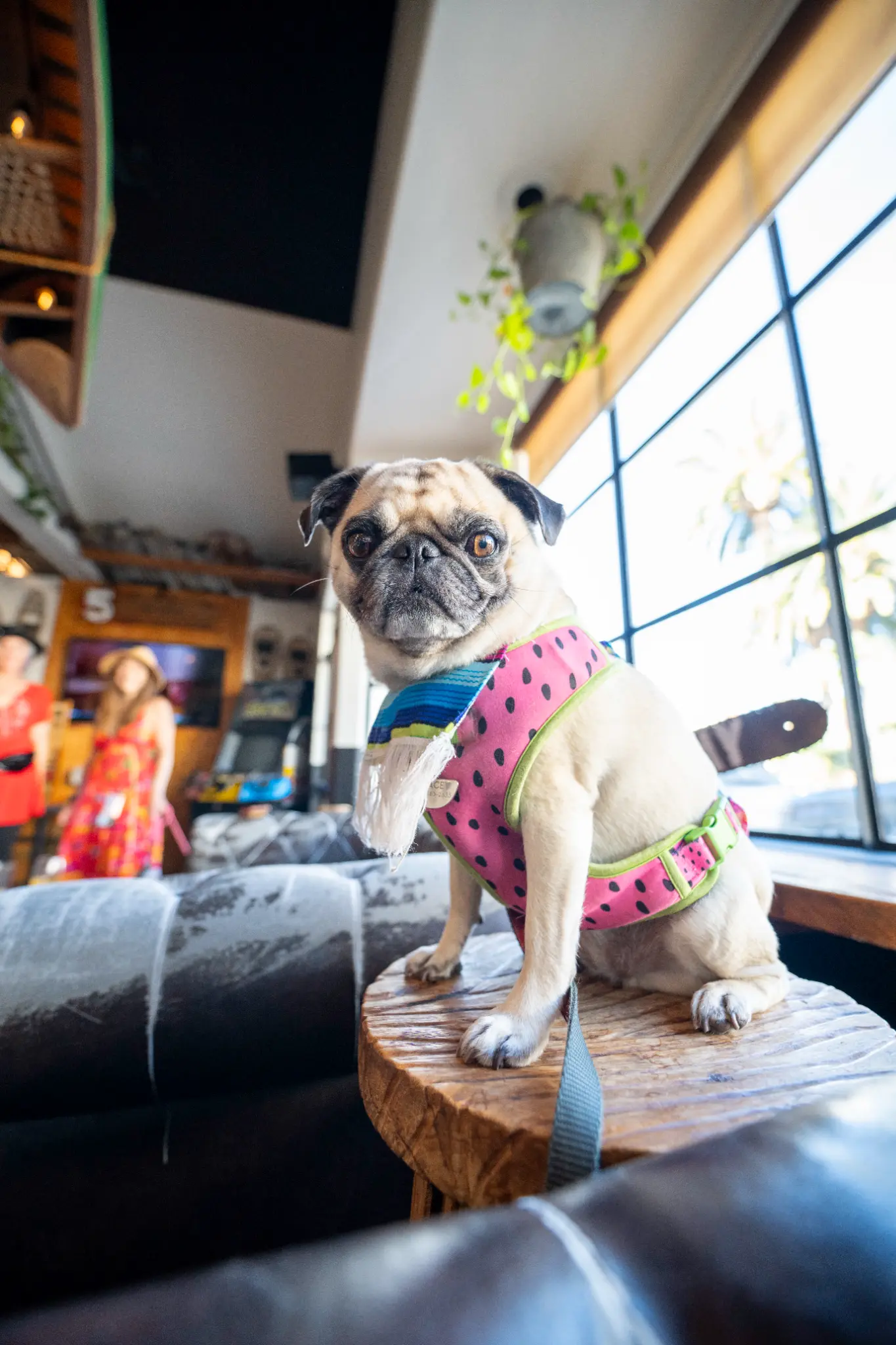 Adorable pug in a pink outfit sitting on a table at Unbearable Skee Lodge
